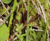 Dolomedes (fimbriatus-plantarius)